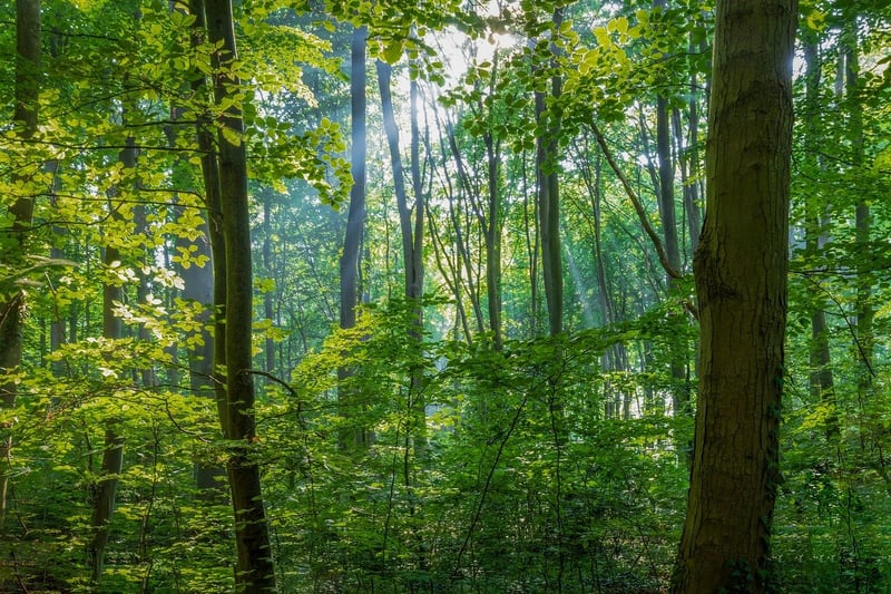 Mystery Forest